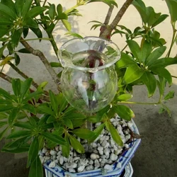 Tubig Awtomatikong Transparent Waterer Paghahalaman Pagdidilig sa loob ng Awtomatikong Bulaklak Salamin Hardin Plant Watering Device Sprinkler