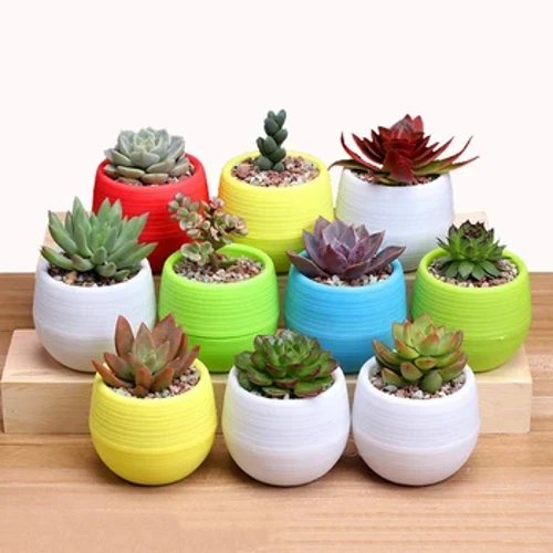 Chậu trồng cây mini đầy màu sắc để trang trí văn phòng Chậu hoa trồng cây trong nhà Khu vườn trong nhà để trồng cây mọng nước Trang trí văn phòng nhỏ