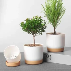 Fugala'au La'au Succulent Fa'a-lua Fa'a-lua Succulent Dill Fa'ata'amilosaga Fa'alua Fa'a-lua La'i Meamata La'au Fugala'au La'au Succulent Fugala'au Laititi.