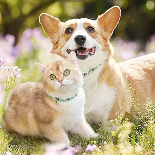 Guler pentru purici și căpușe pentru câini mici, mijlocii mari, reglabil pentru controlul dăunătorilor, cățeluș, pisică, chihuahua, produs pentru animale de companie, accesorii pentru câini