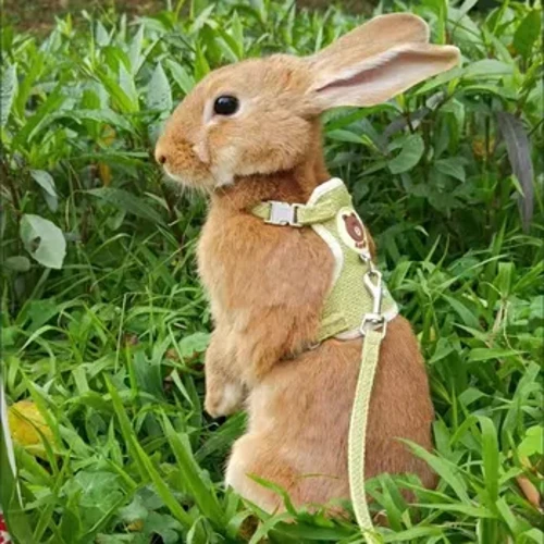 Iň täze ýakymly towşan jylawy we Leash Set Bunny Pet Aksesuarlary Vest Harnesses Towşan, daşarda gezelenç edýän öý haýwanlary üpjünçiligi