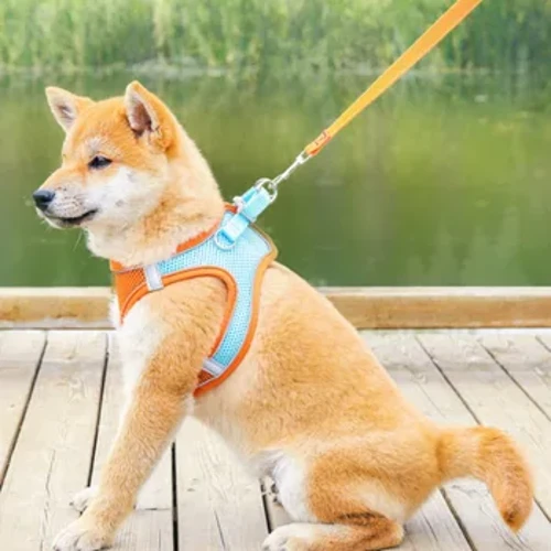 Dílsiú Madraí Úim Hand Leash Cat Cliabh Breathable Strap Pet Leash Oiriúnach do Mhadraí Beaga agus Meánmhéide Chun an Madra a Shiúl