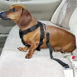 ʻIlio ʻīlio pipi kaʻa noho kaʻa kāʻei hiki ke hoʻoponopono ʻia i ke kaula alakaʻi liʻiliʻi liʻiliʻi liʻiliʻi ka hele ʻana Clip puppy collar leash ʻīlio nā mea pono holoholona.