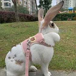 Harnais Cwningen pert a Leash Set Affeithwyr Cwningen Anifeiliaid Anwes Fest Harneisi Cwningen Leashes ar gyfer Cerdded yn yr Awyr Agored Cyflenwadau Anifeiliaid Anwes Newydd