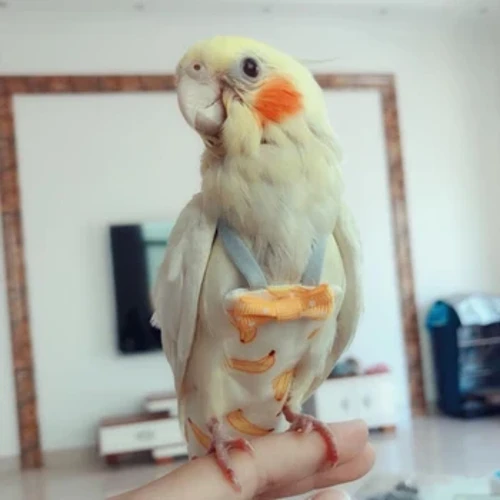 Parrot Diaper na may Bowtie Cute Makukulay na Prutas Floral Cockatiel Pigeon Maliit Katamtaman Malaking Alagang Hayop Mga Ibon Flight Suit Damit Labahan