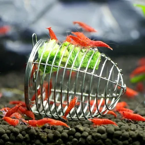Akvarium fodringsskål 4 cm rustfrit stål fisk rejer små agn bur feeder tør spinat foder bur kurv Rejer fodringsværktøj