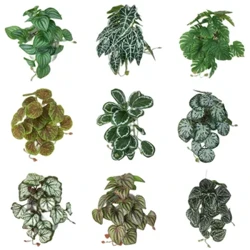 Gléasra Terrarium Saorga le haghaidh Amfaibiach Reiptíle le haghaidh Maisiúcháin Gnáthóg Peataí Umar Duilleoga Trópaiceacha Lifelike RatánComment Leaf Plaisteacha