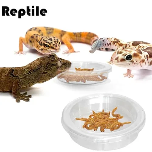 Reptil Accessoiren Fütter Schossel Insekt Spider Ants Nest Schlaang Gecko Liewensmëttel Waasser Fütter Schossel Terrarium Feeder Hausdéieren Ëmgeréits